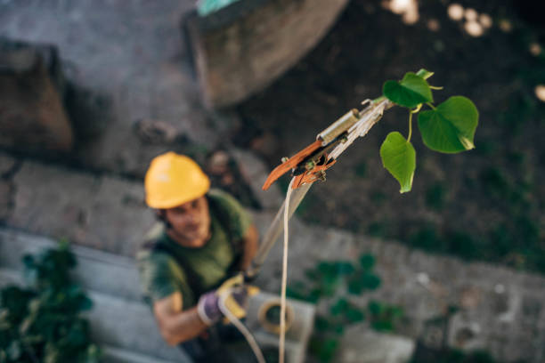 Leaf Removal in Steep Falls, ME