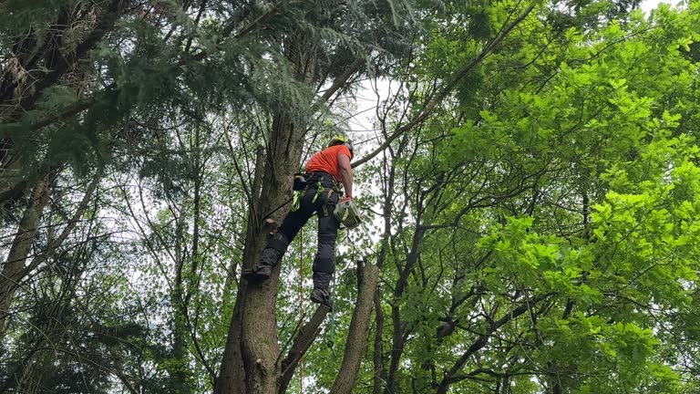 Best Commercial Tree Services  in Steep Falls, ME