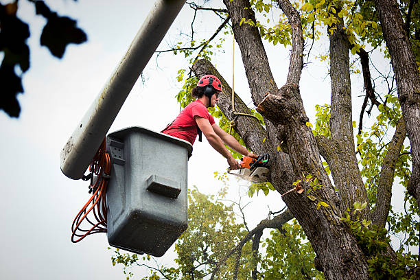  Steep Falls, ME Tree Services Pros