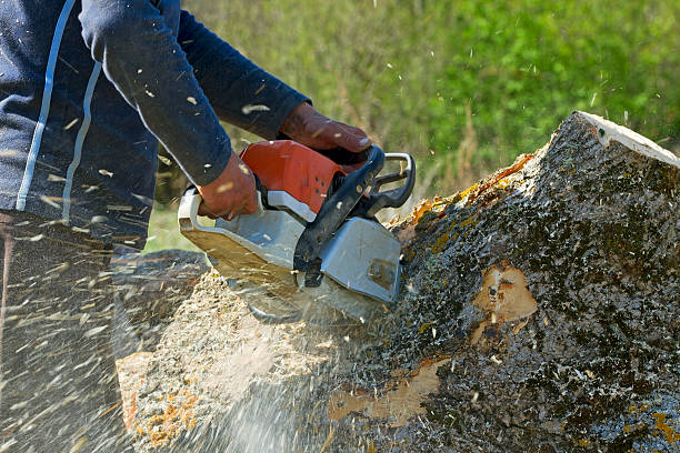 Best Storm Damage Tree Cleanup  in Steep Falls, ME