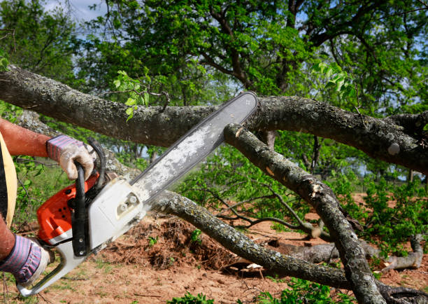 Best Tree Cabling and Bracing  in Steep Falls, ME